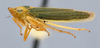 Habitus, lateral view: (Observation).
