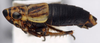 Habitus, lateral view on Anoterostemma ivanoffi (Lethierry, 1876): Anoterostemma ivanhoffi, laterally (INHS). (Observation).