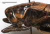 CollectionObject 1532085; 10f3d0d4-5431-4ddb-b201-511909b44e16: male, lateral view (holotype). (CollectionObject).