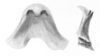 Ceuthophilus (Geotettix) fusiformis Scudder, 1894: Figs. 77-77a. epiphallus, testaceus phase. (Otu).