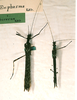 CollectionObject 1558677; 5b738a66-2299-4ccb-b53a-fa0acc4ad71f: copyright SMTD, Dresden. male and female of synonym Euphasma bicorne (paralectotypes). (CollectionObject).;CollectionObject 1558678; 673ae591-9c09-4afc-974a-59600ace5bb0: copyright SMTD, Dresden. male and female of synonym Euphasma bicorne (paralectotypes). (CollectionObject).