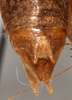CollectionObject 1527244; 145202c4-05b6-42d1-a4c3-15c7a52d3243: male cerci (paratype). (CollectionObject).