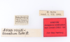 CollectionObject 1557227; 8a936a68-9978-4ad0-ad2d-d85b9bc80312: copyright ZMUH, Hamburg. male, data labels (syntype). (CollectionObject).