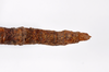 CollectionObject 1559464; b7c94d0d-8338-4d5b-93e6-57b6c0da12d6: copyright ZMHB, Berlin. Female: end of abdomen, dorsal view of synonym Prisomera strumosus (holotype). (CollectionObject).