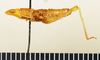 CollectionObject 1518455; f45c457f-6ad6-4612-b45f-ae94b95f9983: male, lateral view (holotype). (CollectionObject).