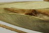 CollectionObject 1535080; 54cea738-b1ba-4078-a2d3-0918f7bda15a: female subgenital plate (lectotype). (CollectionObject).