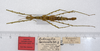 CollectionObject 1560528; 2abe92a5-f342-4add-a2b4-989ffd891834: copyright ZMUH, Hamburg. female, dorsal view (syntype). (CollectionObject).