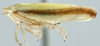 Habitus, lateral view: !! display not done !! on Taurotettix (Callistrophia) elegans elegans (Melichar, 1900): Taurotettix elegans, lateral habitus (INHS). (Observation).