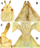 CollectionObject 1589191; 8b3c0914-9cc3-49c2-a576-6cbf4c0038bc: Copyright Montreal Insectarium coll. female (paratype) A. Detail of head and antennae, dorsal. B. Genitalia ventral (note that the subgenital plate is split in half from the gutting process). C. Antennae detail, dorsal. D. Thorax dorsal. (CollectionObject).;CollectionObject 1589192; 76302ed4-f11a-4586-9827-413d79f3d462: Copyright Montreal Insectarium coll. female (paratype) A. Detail of head and antennae, dorsal. B. Genitalia ventral (note that the subgenital plate is split in half from the gutting process). C. Antennae detail, dorsal. D. Thorax dorsal. (CollectionObject).;CollectionObject 1589193; 05edd51c-270e-462e-a838-354e9d87c0f8: Copyright Montreal Insectarium coll. female (paratype) A. Detail of head and antennae, dorsal. B. Genitalia ventral (note that the subgenital plate is split in half from the gutting process). C. Antennae detail, dorsal. D. Thorax dorsal. (CollectionObject).