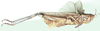 Cataloipus fuscocoeruleipes Sjöstedt, 1923: lateral view. (Otu).
