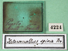 CollectionObject 1500221; 8c2279db-ab8c-46e5-ac86-e29dabe99948: labels (syntype). (CollectionObject).