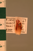 Symploce incuriosa (Saussure, 1899): Copyright UMO, Oxford. Type of synonym Ischnoptera pitmani, dorsal view. (Otu).