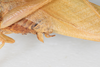 CollectionObject 1534181; de615154-af35-4605-848c-5b35b224c046: Male, lateral view (syntype). (CollectionObject).
