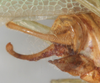 CollectionObject 1532999; ecca8201-7d9b-45dd-aeee-09f71d41b6b2: male cerci, right lateral view. (CollectionObject).