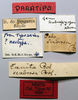 CollectionObject 1535562; b4206c12-1c05-441d-8d68-134e78ad6b39: female, labels (lectotype). (CollectionObject).