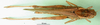 CollectionObject 1500241; a257f576-e1e8-430f-8d06-5369b05e5ae6: female, dorsal view (syntype of Gastrimargus silvicola). (CollectionObject).