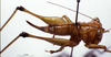 CollectionObject 1534686; MZPW 3225228, a23a347b-1ced-4582-a51d-46eadca0eb38: female, dorsal view. (CollectionObject).