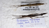 Parabrosoma brevifemurum Seow-Choen, 2018: (Otu).