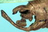 CollectionObject 1522696; 939cb296-85fe-47a3-a1c9-46bccd6130cc: male abdomen tip, lateral view (holotype). (CollectionObject).