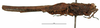 CollectionObject 1572231; 3d40b64d-830c-4349-8472-0d94a9f8166c: female, lateral view (paralectotype). (CollectionObject).