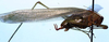 CollectionObject 1522470; fbed8d6f-5ef8-42ca-b29a-a0eb6a63915c: male, lateral view (holotype). (CollectionObject).