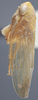 Habitus, lateral view on Eutettix (Eutettix) latus Hepner, 1942: Lateral. Male. (Observation).