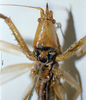 CollectionObject 1505632; 4a28186c-e69c-48d3-a349-4bbc23c22989: female frons (holotype). (CollectionObject).
