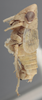Habitus, lateral view on Athysanella (Gladionura) nacazarana (Osborn, 1930): Lateral. (Observation).