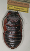 Aeluropoda insignis Butler, 1882: Copyright Paul Brock. Naturhistorisches Museum Wien (Vienna) collection. (Otu).
