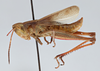 CollectionObject 2833366; 31d7760a-d72b-4c88-9053-8cc5a72f8847, CNCI 984295: Chloealtis abdominalis. Lateral view. (CollectionObject).