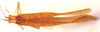 CollectionObject 1543690; 7208e4fe-5c10-485e-b5a0-bf6774ad7a62: female, dorsal view (syntype). (CollectionObject).