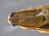 CollectionObject 1593842; f2339e5b-0cee-40f8-afea-f48e9a988d15: male head and pronotum, dorsal view. (CollectionObject).