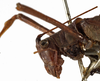 CollectionObject 1529772; 5f78f8c0-10a0-43f9-8efc-7a2f17f0829e: male pronotum, lateral view (holotype). (CollectionObject).