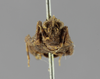 CollectionObject 1523142; 69f8e632-327e-40f4-a086-5df6490ec41c: male, frontal view (holotype). (CollectionObject).