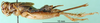 CollectionObject 1502899; af4affb2-4add-49cd-9b89-5aba3ccb99c2: female, lateral view. (CollectionObject).