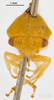 Head: !! display not done !! on Cyrtolobus cinctus Van Duzee, 1908: (Observation).