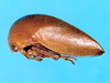 Alobia Stål, 1869: _Alobia alutacea_. (Otu).