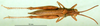 CollectionObject 1576330; 418ccefb-45fd-4390-a65f-14e023429f9a: female, dorsal view (paratype). (CollectionObject).