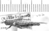 CollectionObject 1524778; 67febd6a-89f1-4b81-b8df-692c332287a4: male, dorsal view (lectotype of Omalotettix conspersipennis). (CollectionObject).