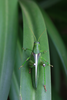 FieldOccurrence 136; 61fb393b-0ce1-4808-8c18-0a8388e2b095; Tanzania
Mwanga forest N Pare, 2016/02/??: female, dorsal view. (FieldOccurrence).
