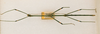 CollectionObject 1559397; d54793e1-f9bd-452c-8e9d-e180868b8b0e: copyright ANSP, Philadelphia. male of synonym Dixippus bicolor (syntype). (CollectionObject).
