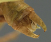 CollectionObject 1565351; b2e8ede2-681a-4cb7-8c45-59241a9611cf: male cerci (syntype). (CollectionObject).