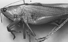 Bucrates capitatus (De Geer, 1773): male, lateral view. (Otu).