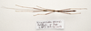 CollectionObject 1595863; 6a3c5d85-cd45-465c-a144-5035dea040ae: copyright UKM, Bangi. male, dorsal view (paratype). (CollectionObject).;CollectionObject 1595864; a5a25047-b8fd-40fd-91a4-981dd765a89c: copyright UKM, Bangi. male, dorsal view (paratype). (CollectionObject).