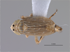 Habitus, dorsal view on Amblysellus tenochtitlanus Pinedo-Escatel, Blanco-Rodríguez & Aponte-Mejia, 2025: (Observation).