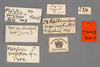 CollectionObject 1573477; MVMA T 4443, f1206c31-a500-43a7-8abc-fea181c47e74: Copyright Museum Victoria / CC BY. Syntype, male, labels. (CollectionObject).