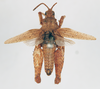 CollectionObject 1572724; c95942e0-3c29-4f32-af9c-879d442420d4: male, dorsal view (syntype of Ommexecha lugubris). (CollectionObject).