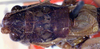CollectionObject 1517247; d9b361f4-a7d5-40da-a0da-3df3fd2e5919: male, dorsal view (holotype). (CollectionObject).