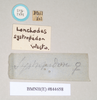 CollectionObject 1559624; NHMUK(SF IMPORT DUPLICATE) 844658, 15df20e6-7784-4c63-aa78-81f965258aae: copyright Natural History Museum, London. female, data labels (lectotype). (CollectionObject).