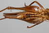 CollectionObject 2211603; 758a58a9-a385-44e2-acd9-f1baca3339fb, INPA-ORT 000170: Female abdomen, ventral view. (CollectionObject).